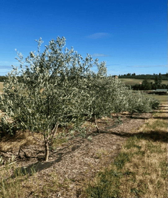 Oregon Olive Trees Premium Varieties for Northwest Olive Production